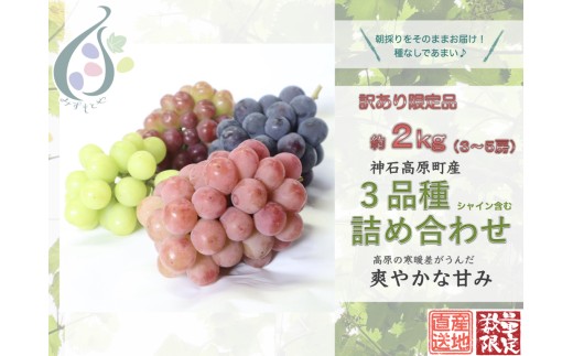 【令和8年発送分 / 先行予約】訳あり三品種以上詰め合わせ約2.0kg　※シャイン含む　神石高原町産〈ご家庭用〉【みずもとや（田邉）】