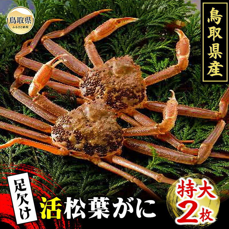 【ふるさと納税】F24-065 鳥取県産　足欠け活松葉がに（特大2枚）【期間限定】