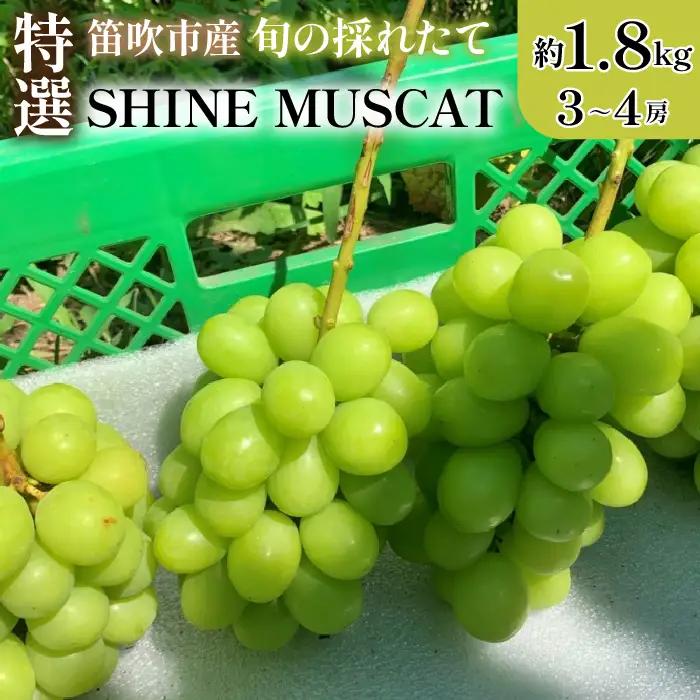 【2026年発送★先行予約】山梨県笛吹市 特選 シャインマスカット 約1.8kg 3房～4房　105-002-26y