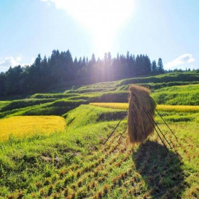 ふるさと納税 三条市 [数量限定] 棚田米 米ぬか栽培コシヒカリ5kg 新潟県 三条市 【014S086】 |  | 03