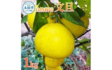 【先行予約】自然栽培文旦1kg L～3Lサイズ 〈2027年1月9日～4月30日発送〉文旦 ブンタン ぶんたん 1キロ 柑橘 かんきつ 柑橘類 みかん フルーツ デザート 果物 ビタミン おやつ 国産 高知県産 名物【有限会社四万十くじら】[BQBR007]