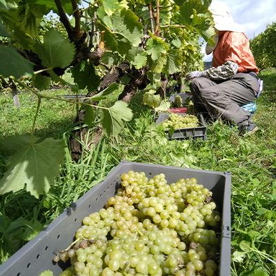 ふるさと納税 上富良野町 【酸化防止剤無添加】フレッシュな果実味★微発泡ワイン 1本  多田ワイナリー |  | 03