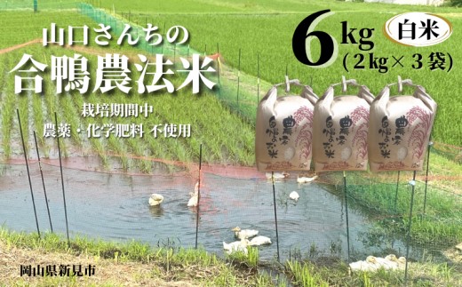 【令和7年産】山口さんちの合鴨農法米 白米6kg (2kg×3袋)