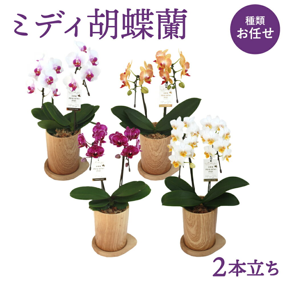 【ふるさと納税】【お任せ ミディ胡蝶蘭 2本立ち】 胡蝶蘭