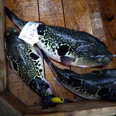 ふるさと納税 西尾市 三河産天然トラフグ刺身とヒガンフグたたきの食べ比べセット・U047 |  | 01