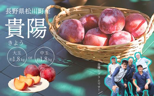 
                  【先行予約】 高級プラム 貴陽 贈答（松川町産）約1.8kg 大玉 or 中玉 ／ 2026年8月中旬頃～発送予定 // 長野県 南信州 松川町 プラム すもも 高級フルーツ 希少 贈答 産地直送 農家直送 新鮮 数量限定 KP01 KP02
                