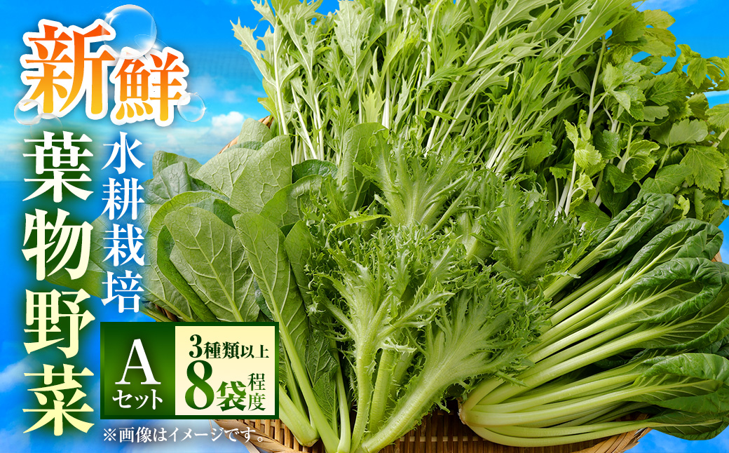 水耕 栽培 新鮮 葉物 野菜 Aセット