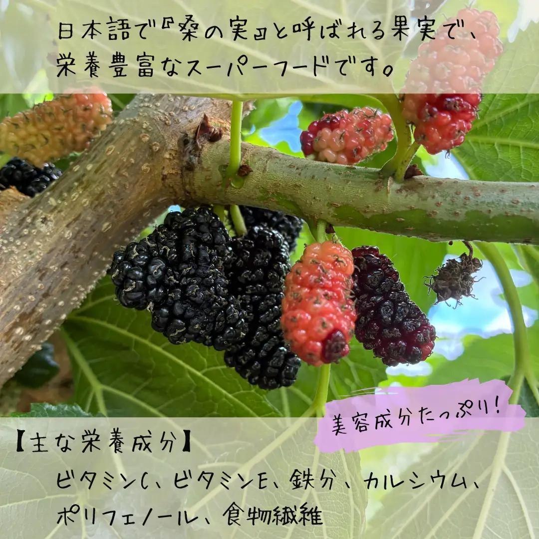 マルベリー 冷凍 1kg ベリー スイーツ 桑の実 秋田県産 井川町産