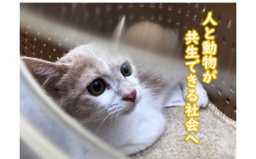 【返礼品なし】人も動物も！ともに幸せに生きられるまちを実現したい！