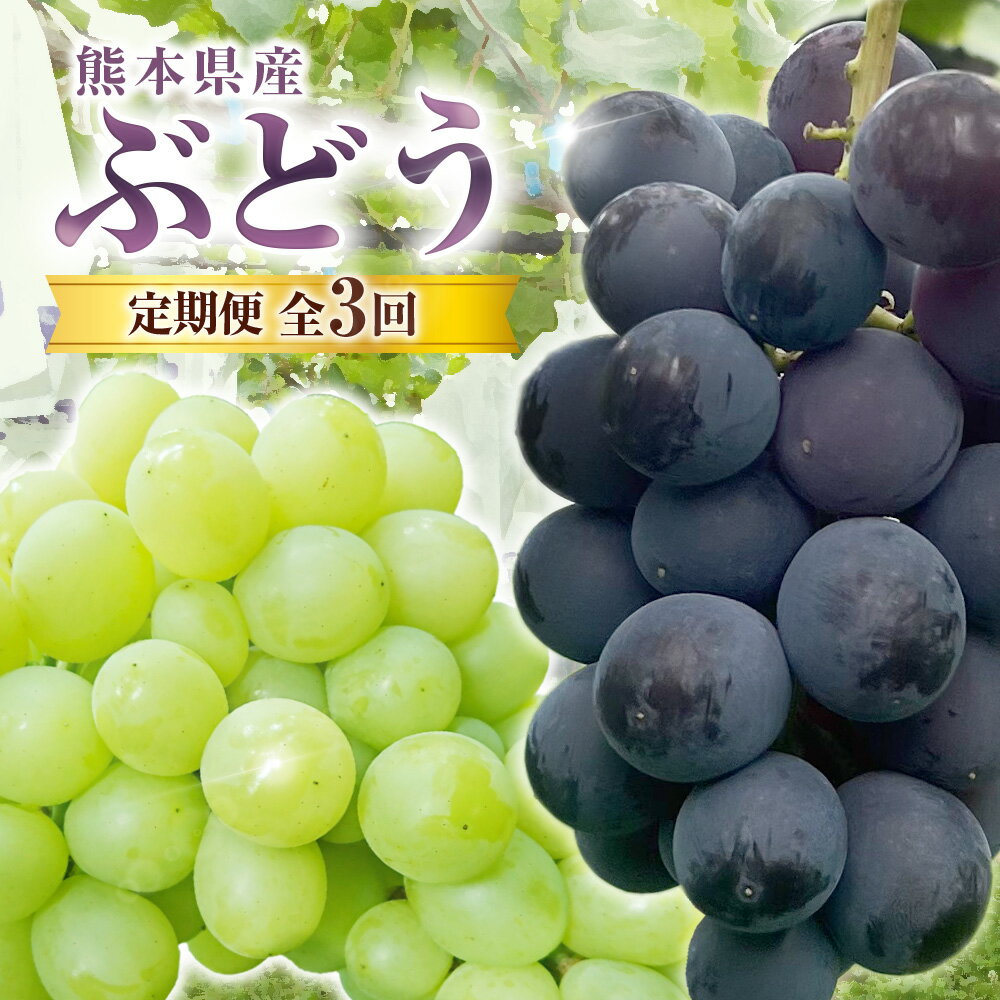 【ふるさと納税】【3ヶ月定期便】ぶどう（各月約1.5kgずつお届け） 1ヶ月毎 3回 巨峰 イタリア 安芸クイーン 赤嶺 ぶどう ブドウ 葡萄 フルーツ くだもの 果物 果実 デザート 冷蔵 熊本県産 国産 九州 熊本県 益城町 送料無料 【2026年8月下旬～10月下旬まで順次発予定】