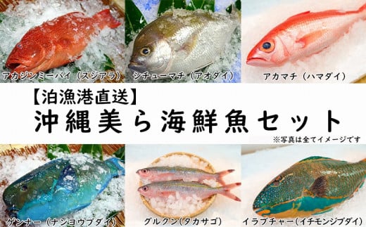 
【泊漁港直送】 沖縄美ら海鮮魚セット
