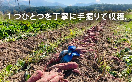 栽培期間中、農薬・化学肥料不使用 ホクホク甘～い『至福の紅あずま』1kg（3～5本） さつまいも サツマイモ 山形県 新庄市 F3S-2322