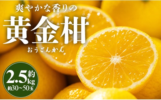 
                  【先行受付】間城農園 爽やかな香りの黄金柑(おうごんかん)2.5kg - 黄蜜柑 きみかん フルーツ 黄金 ゴールデンオレンジ 高級 希少 人気 ブランド 柑橘 果物 フルーツ 数量限定 果物 柑橘 柑橘類 柑橘系 ゴールデンオレンジ 幻の柑橘 柑橘 ms-0044
                