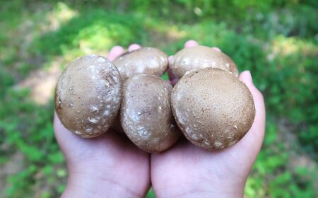 【準備が出来次第発送】しいたけ 菌床生しいたけ１kg