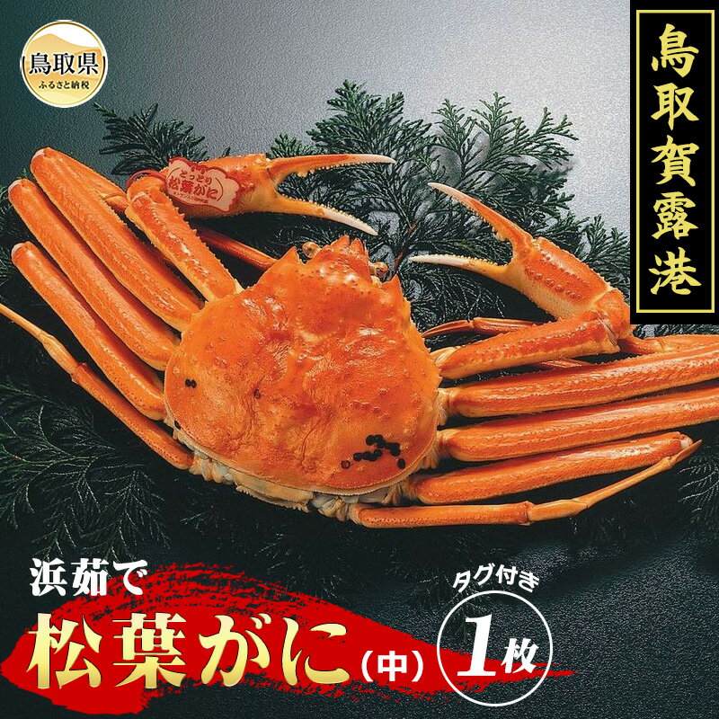 【ふるさと納税】E25-009 鳥取賀露港　浜茹で松葉がに（中）【期間限定】