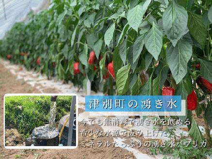 【R6年収穫分】 湧水栽培　ナツやさいのパプリカ　12玉〜15玉セット　ピンクの八百屋〜ナツやさい〜/011-22161-b01A