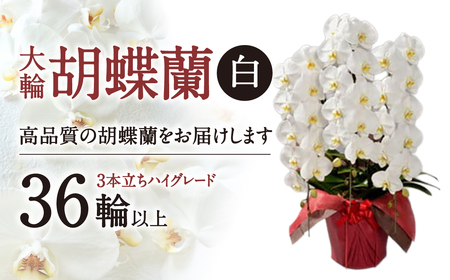 大輪胡蝶蘭 白 3本立ち　ハイグレードタイプ　AO11　綾羽株式会社 東近江
