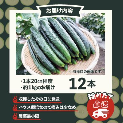ふるさと納税 大館市 キュウリ 採りたてシャキ旨!12本 |  | 03