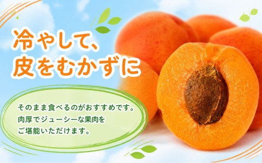【2027年先行予約】あんず ハーコット(生食/皮ごとOK) 約2kg | 杏子 アプリコット 生食用 千曲市産 長野県 信州