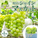 【ふるさと納税】〈2025年先行予約〉大房で食べ応え満点!「山梨県山梨市産 シャインマスカット 2房 約1kg」【配送不可地域：離島】【1513030】