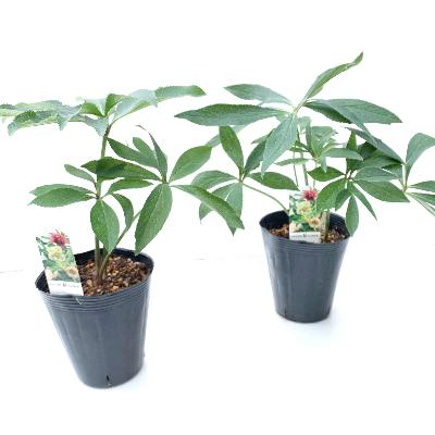 ふるさと納税 府中市 クリスマスローズのパイオニア　クリスマスローズ開花予定株お任せ2株セット