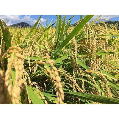 ふるさと納税 若狭町 【令和7年産】福井県若狭町コシヒカリ(1等米)　10kg(5kg×2袋) |  | 01