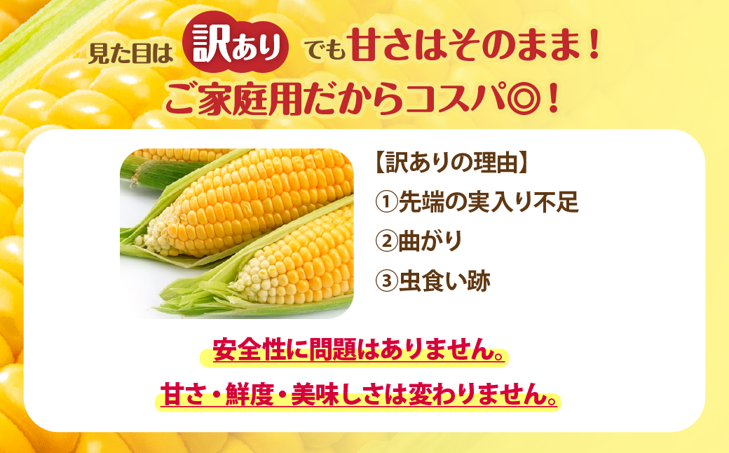 【先行予約】 訳あり 北海道七飯町産とうもろこし「朝採れゴールドラッシュ8～13本」（L～2L） NAZ028