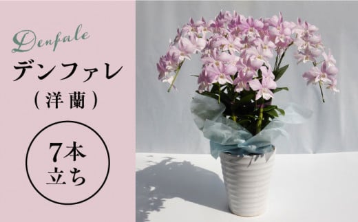 【 10セット 限定 】 デンファレ （ 洋蘭 ） 7本 立ち糸島市 / 和饗エコファーム株式会社 蘭 洋蘭 デンファレ 花 インテリア お祝い 贈り物 [AVI002]