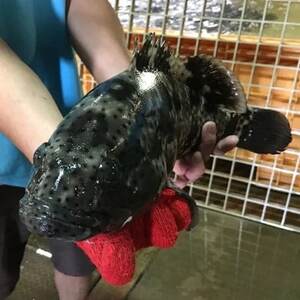 海人珍味 ミーバイジャーキー 20g×5袋【1608279】
