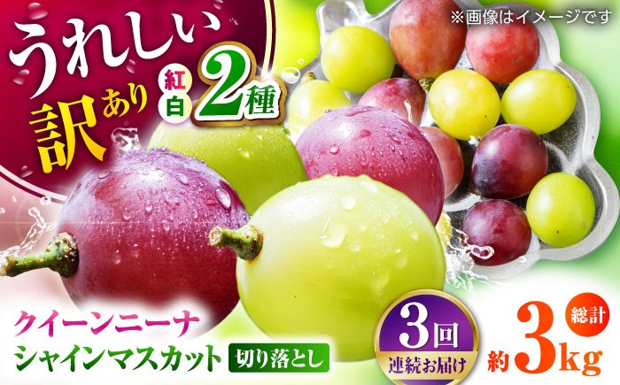 
                  ブドウ【先行予約】【3回定期便】訳あり 毎月1種類ずつお届け！紅白ぶどう2種食べ比べ 切り落とし 約1kg シャインマスカット 皮ごと クイーンニーナ 葡萄【合同会社 社方園】 [ZBZ051]
                