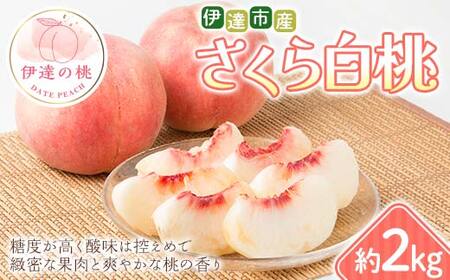 【2026年出荷分先行予約】福島県 伊達市産 さくら白桃 約2kg (4～7玉) 種まきうさぎ株式会社 伊達の桃 桃 フルーツ 果物 もも モモ momo  F21C-294