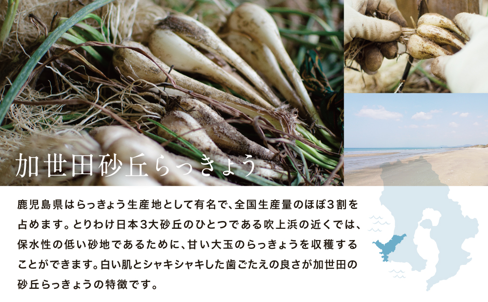 ◆5月中旬発送開始◆【鹿児島県南さつま市産】加世田砂丘らっきょう 約10kg ラッキョウ サラダ 天ぷら かき揚げ 酢味噌 特産品 野菜 旬 期間限定 JA 南さつま市