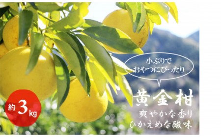  黄金柑（約3kg）