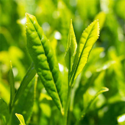 特別栽培-掛川深蒸し茶　80g×5袋セット【配送不可地域：離島・沖縄県】