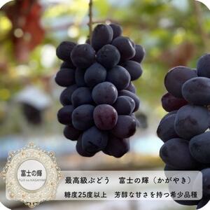 富士の輝　大房800g以上　1房【配送不可地域：離島】【1525932】