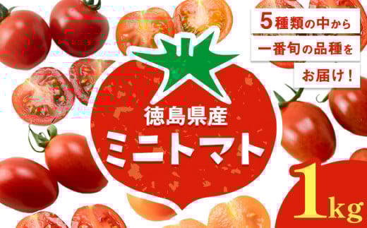 ミニトマト 1kg 《11月上旬-6月末頃出荷》株式会社ヴェリタス 徳島県 美馬市 青果物 野菜 とまと トマト フロランティーノ アルル アマイアリー アイコ 千恋 チコ