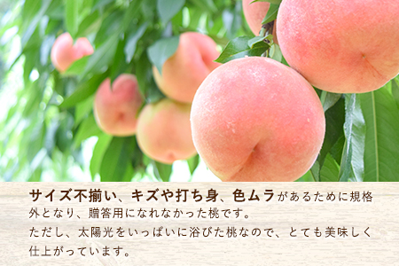 【予約受付】(ご家庭用)あらかわの桃約1.5-2kg(7-8個) 橋村農園《2025年6月下旬～8月中旬頃出荷》