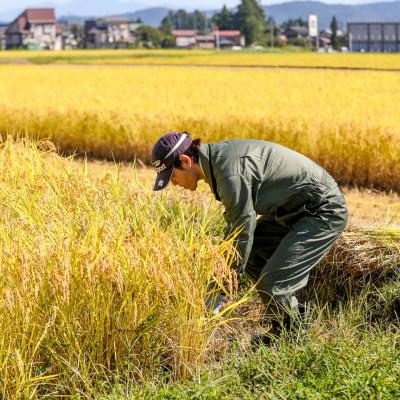 ふるさと納税 十日町市 生産農家直送!生産地・生産者限定魚沼産コシヒカリ「イネノハ」精米(3kg×1袋) |  | 01