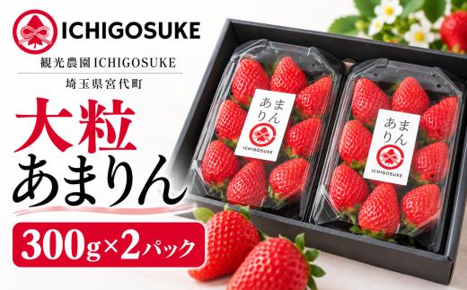 【先行予約】いちご あまりん 大粒 300g×2パック | 苺 イチゴ 大粒 埼玉県産 甘りん オリジナル いちご 苺 イチゴ ブランド苺 イチゴ フルーツ 甘い いちご イチゴ お取り寄せいちご イチゴ フレッシュ ストロベリー いちご 苺 イチゴ 果物 くだもの フルーツ デザート いちご 苺 イチゴ いちご 観光農園ICHIGOSUKE 埼玉県 宮代町
