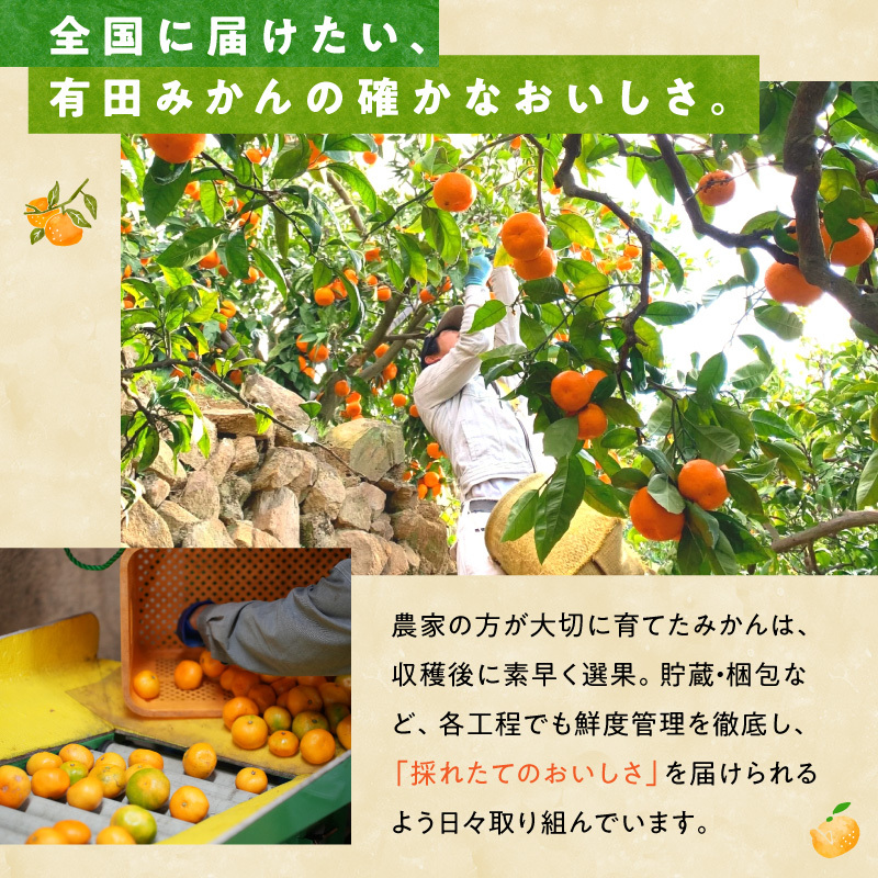 MK1051_【2025年先行予約】みかん 山から直送 箱込 7.5kg ( 内容量 6.8kg ) 鮮度優先ごろごろ規格 和歌山県産 産地直送 【みかんの会】_イメージ3