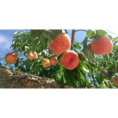 【2026年先行受付】厳選!山梨市産 桃 約1.5kg(4～7玉)【配送不可地域：離島】