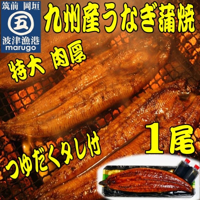 肉厚九州産うなぎ蒲焼1尾つゆだくタレ付 老舗鮮魚店秘伝の味(岡垣町)【配送不可地域：離島】