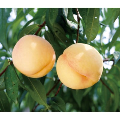 【天満屋選定品】岡山県産シャインマスカット1房(約500g)・白桃2個(約550g)【配送不可地域：離島・北海道・沖縄】【1619379】
