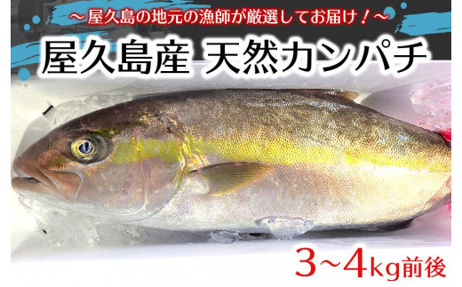 
屋久島産 天然カンパチ 3～4kg前後
