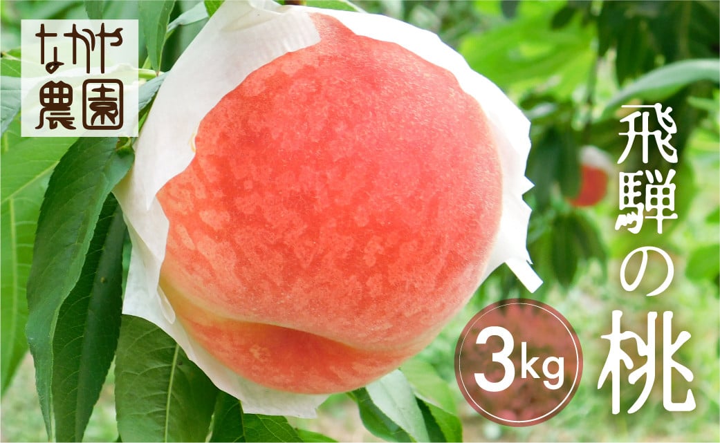 
            《令和8年産先行予約》 【7月下旬～8月20日頃発送】 飛騨から産地直送 桃 3kg 桃 もも モモ フルーツ 果物 桃 もも モモ 飛騨産 果物 フルーツ 2026 白桃 白鳳 あかつき fruit momo peach 国産 お取り寄せ 産地直送 syun98
          