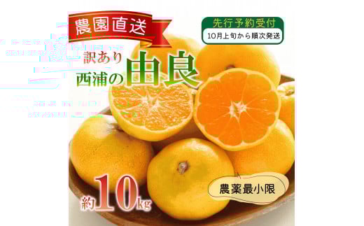 訳あり 由良 みかん 10kg 西浦 蜜柑 柑橘 オレンジ ( 数量限定 みかん 果物 みかん フルーツ みかん 柑橘 みかん 国産 ) 