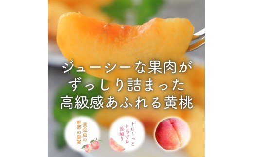 朝もぎ直送「黄金桃」5～8玉 約2kg規格箱入り【高機能共選機使用】選び抜かれた桃《もも 先行予約》 2026年 夏 発送 山梨県産 モモ/ フルーツ 果物 くだもの 人気 産地直送/厳選  贈答 贈