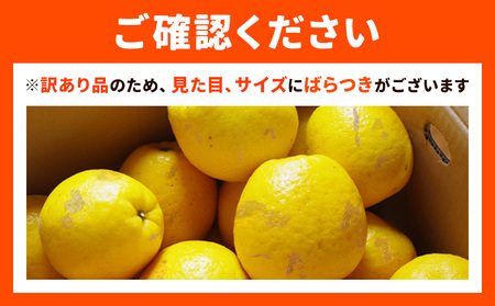 【2027年先行予約】訳あり 天草晩柑 約10㎏ フルーツ 果物 くだもの 柑橘 晩柑 みかん ミカン 蜜柑 熊本県 苓北町 天草《2027年3月上旬-5月下旬頃出荷予定》