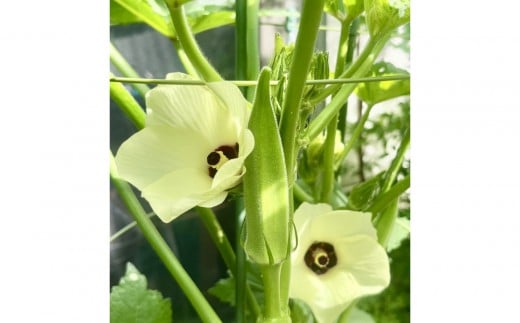 
            【2026年度先行予約】オクラ　約3kgバラ
          