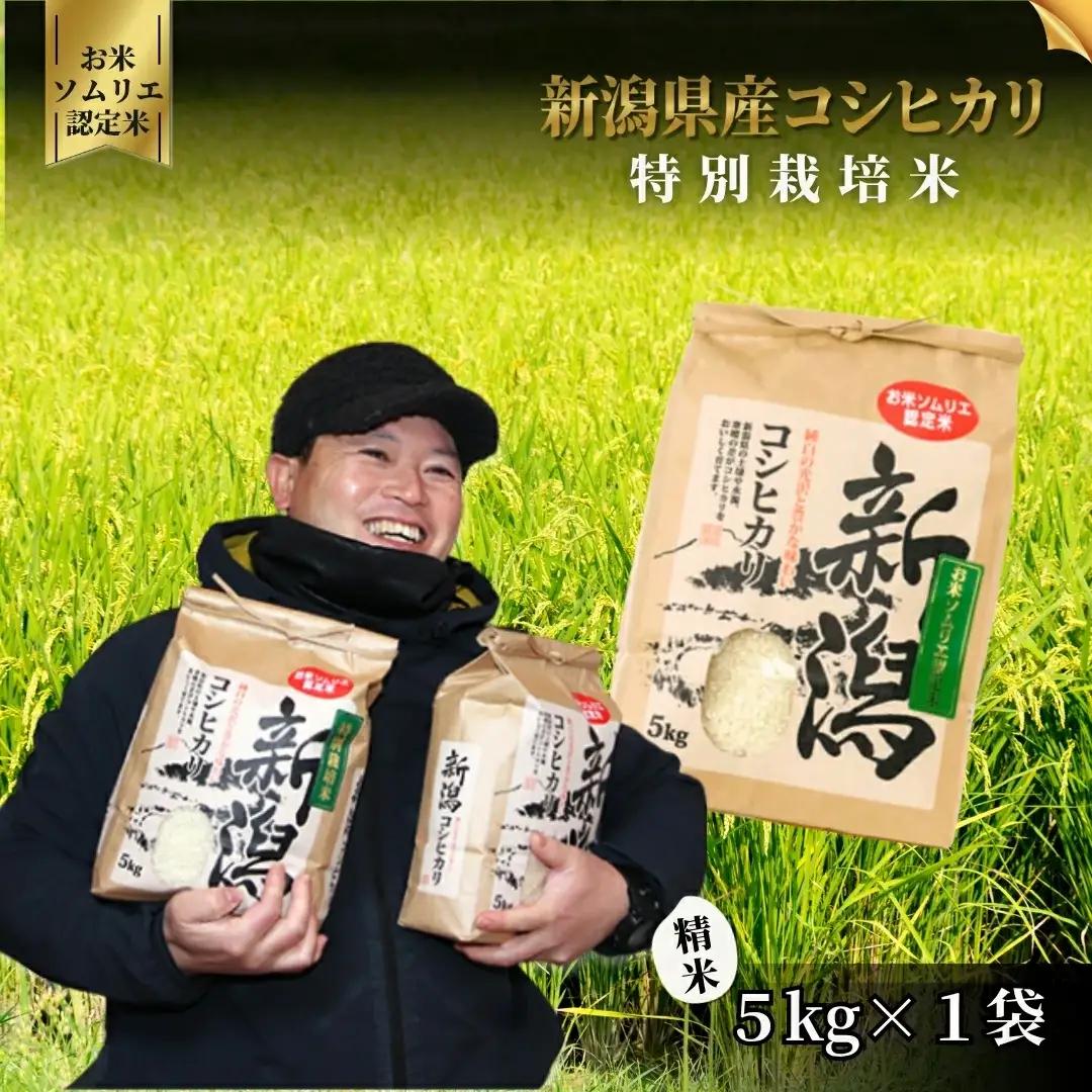 令和7年度産 特別栽培米コシヒカリ 5kg | 新潟県産 コシヒカリ